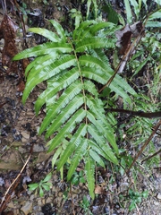 Menisciopsis penangiana