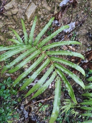 Menisciopsis penangiana