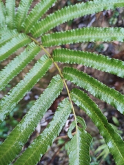 Menisciopsis penangiana