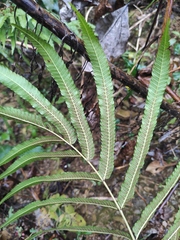 Menisciopsis penangiana