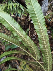 Menisciopsis penangiana