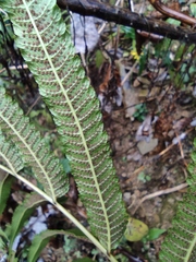 Menisciopsis penangiana