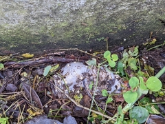 Zhangixalus taipeianus