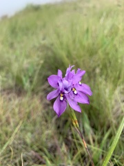 Moraea inclinata