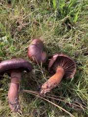 Chroogomphus vinicolor