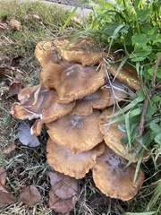 Armillaria