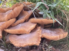 Armillaria