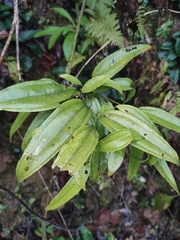 Smilax lanceifolia opaca