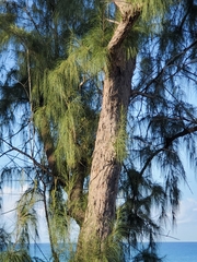 Casuarina equisetifolia