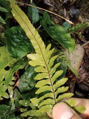 Pteris dispar
