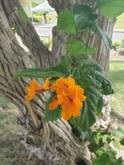 Cordia sebestena