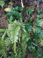 Pteris dispar