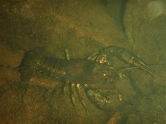 Faxonius rusticus × propinquus