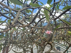 Plumeria