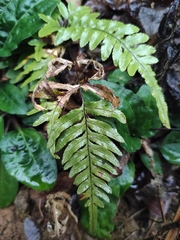 Pteris dispar