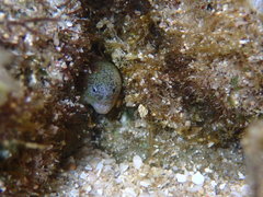 Uropterygius micropterus