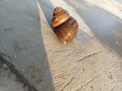 Viviparus