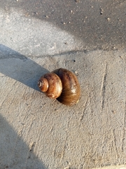 Viviparus