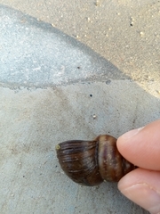 Viviparus