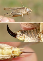 Platycleis falx laticauda