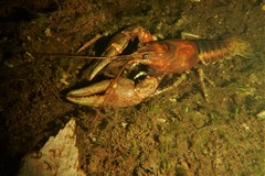 Faxonius rusticus × propinquus