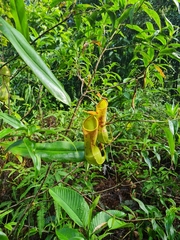 Nepenthes distillatoria