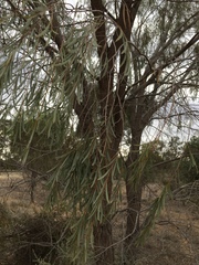 Acacia pendula