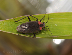 Prepops procorrentinus