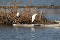 Ardea alba
