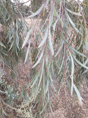 Acacia pendula