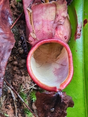 Nepenthes distillatoria
