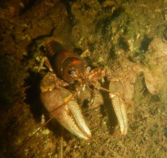 Faxonius rusticus × propinquus