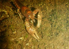 Faxonius rusticus × propinquus