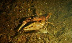 Faxonius rusticus × propinquus