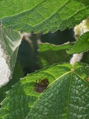 Centrotus