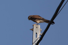 Falco tinnunculus