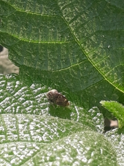 Centrotus