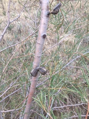 Hakea tephrosperma