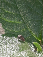 Centrotus
