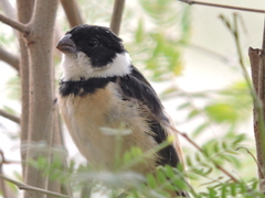 Sporophila torqueola