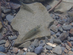 Caridina multidentata