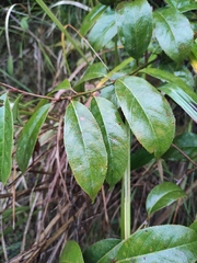 Itea chinensis
