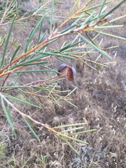 Hakea tephrosperma