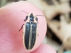 Pyractomena angulata