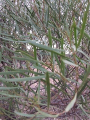 Acacia hakeoides
