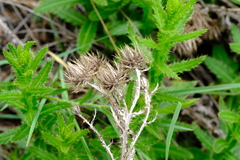 Berkheya echinacea