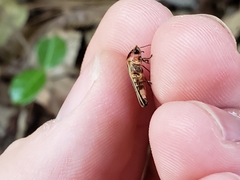 Pyractomena angulata