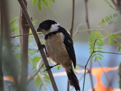 Sporophila torqueola