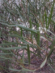 Acacia hakeoides