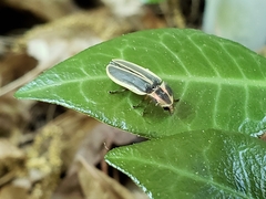 Pyractomena angulata